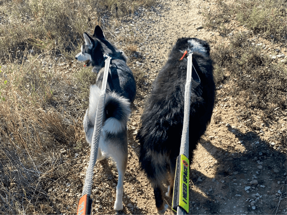 The two dogs leading the way up a trail