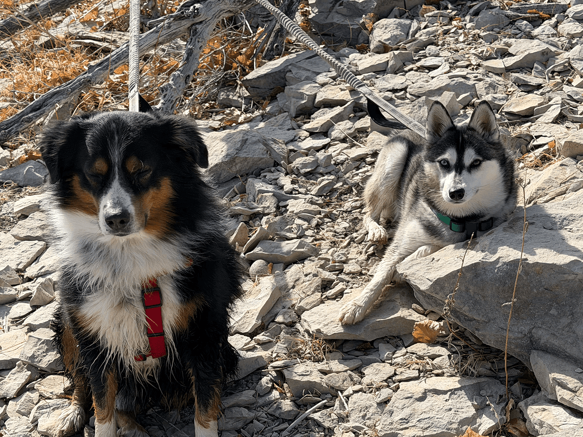 Finn and Remy resting on a rocky hillside
