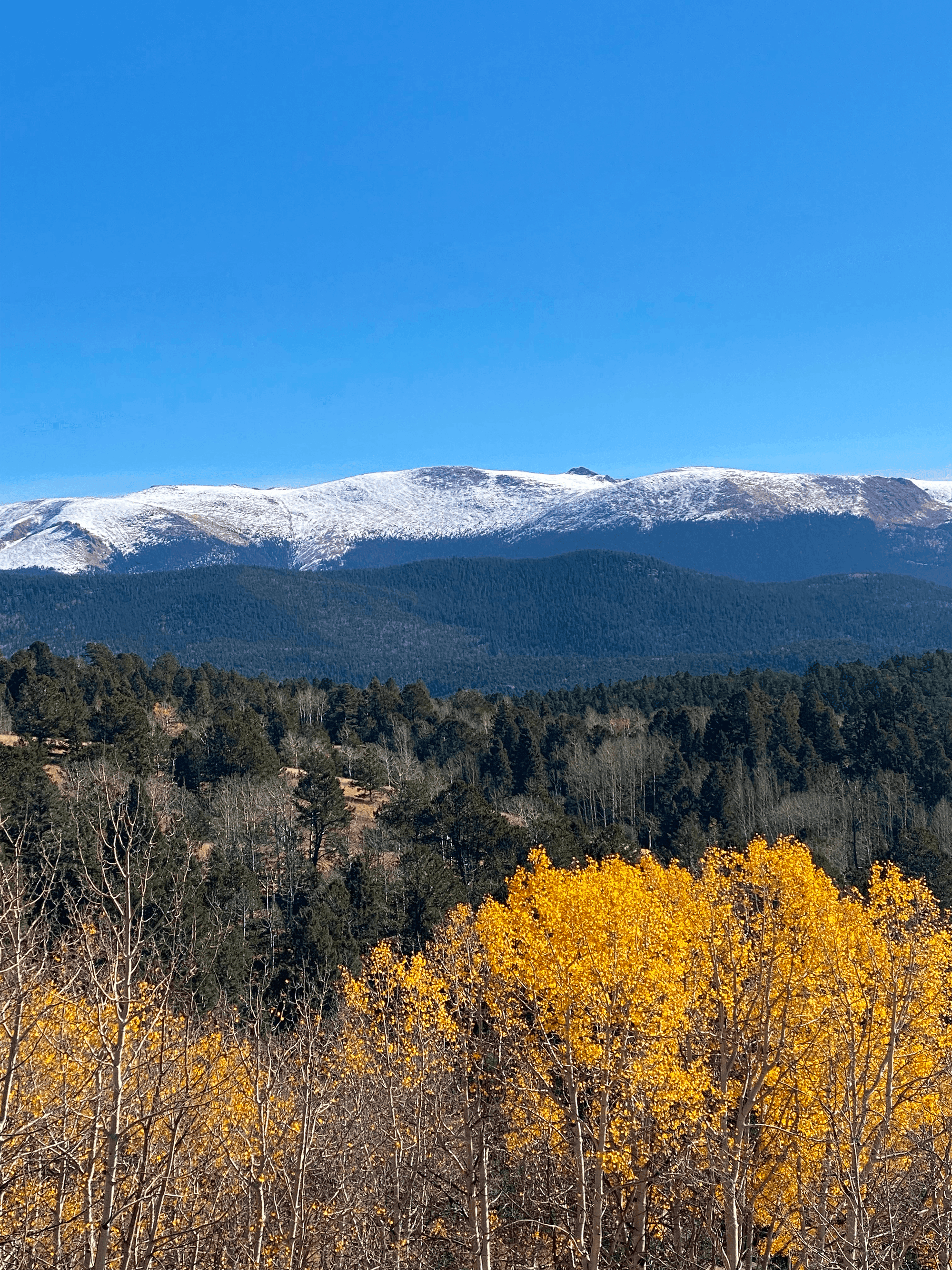 Snow-capped Colorado mountains above golden aspens